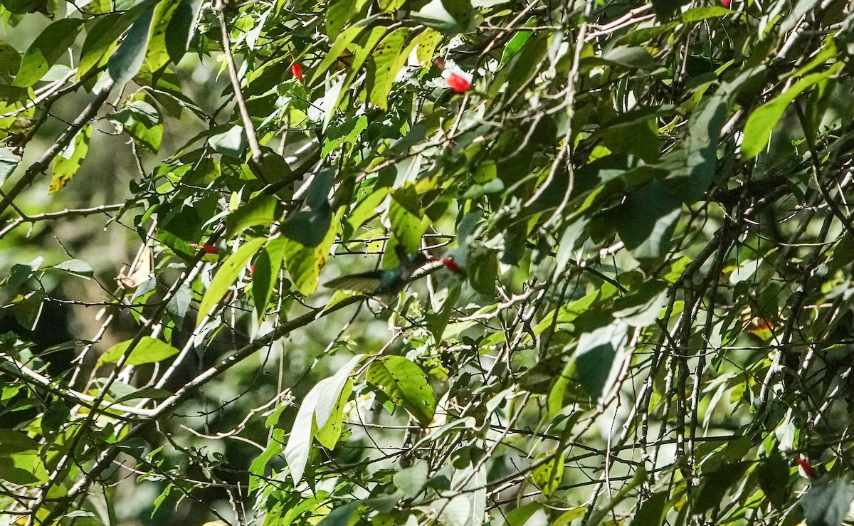 Wedge-tailed Sabrewing - Laura Voight