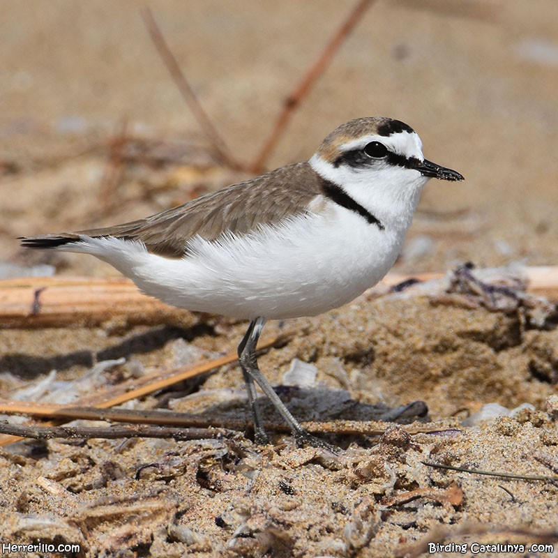 Kentish Plover - Enric Pàmies