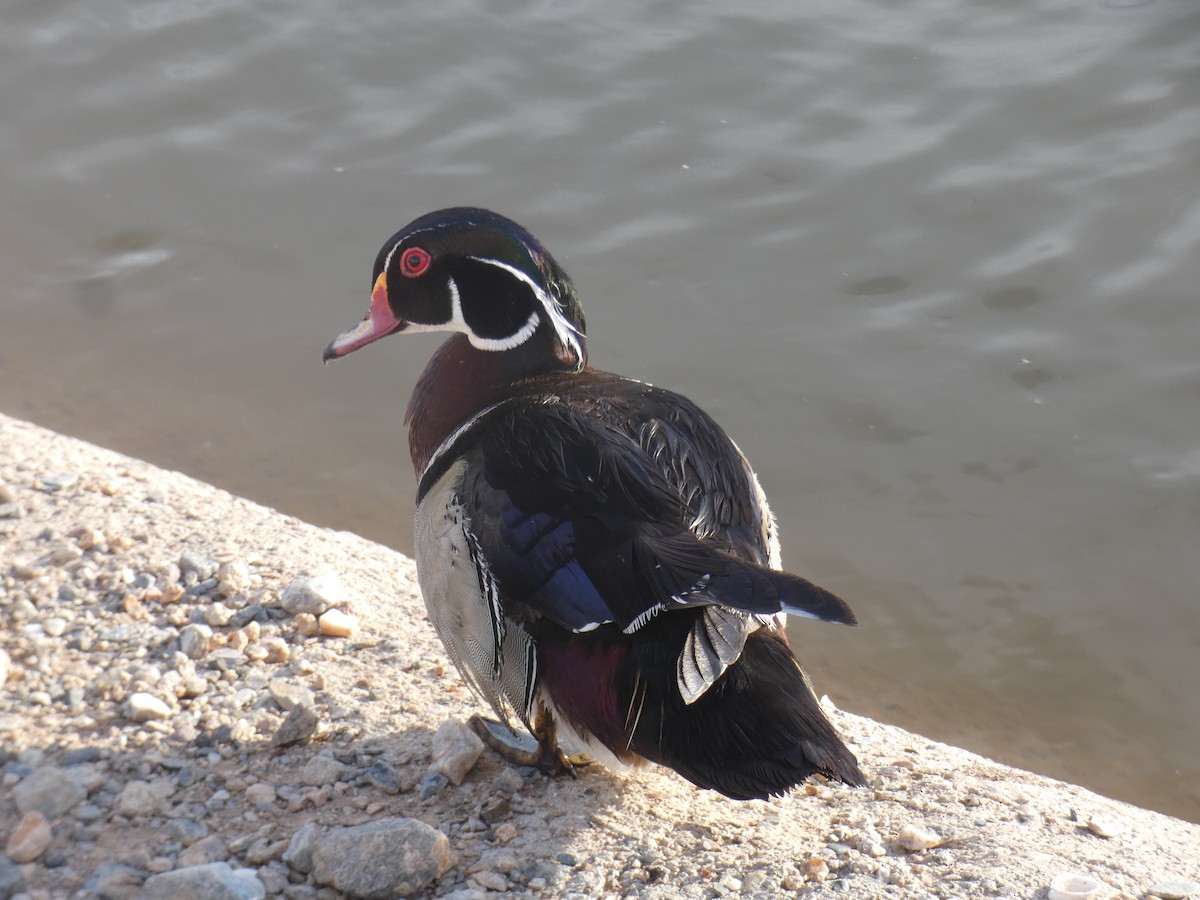 Wood Duck - ML619227622