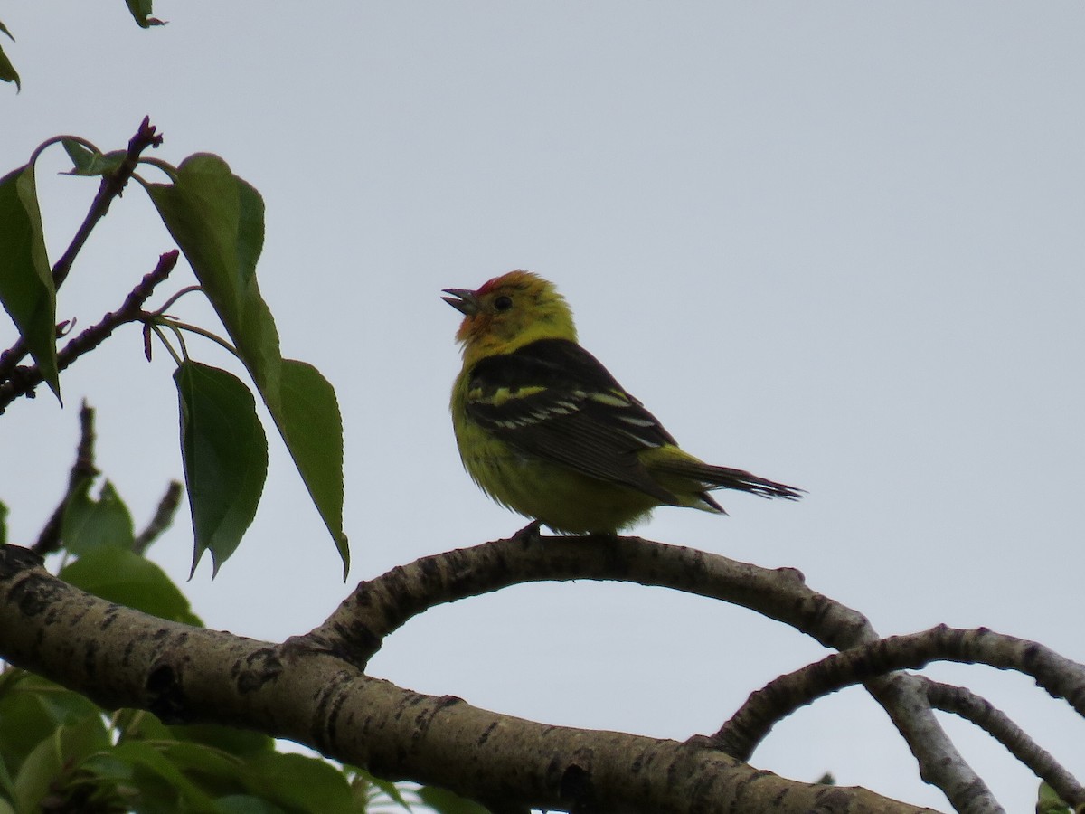 Western Tanager - RB Birder