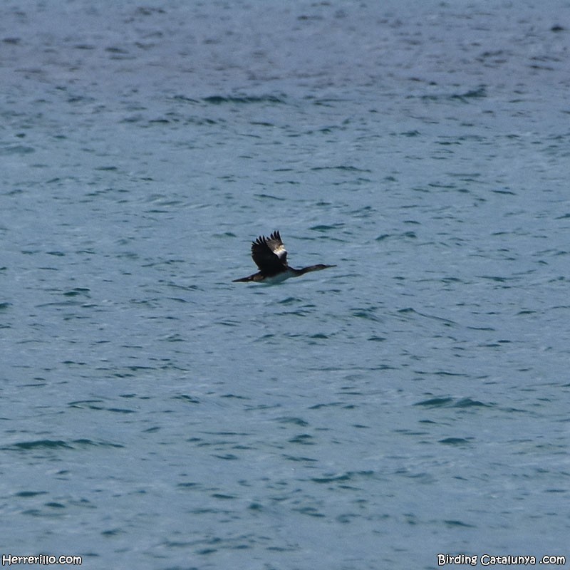 European Shag - Enric Pàmies