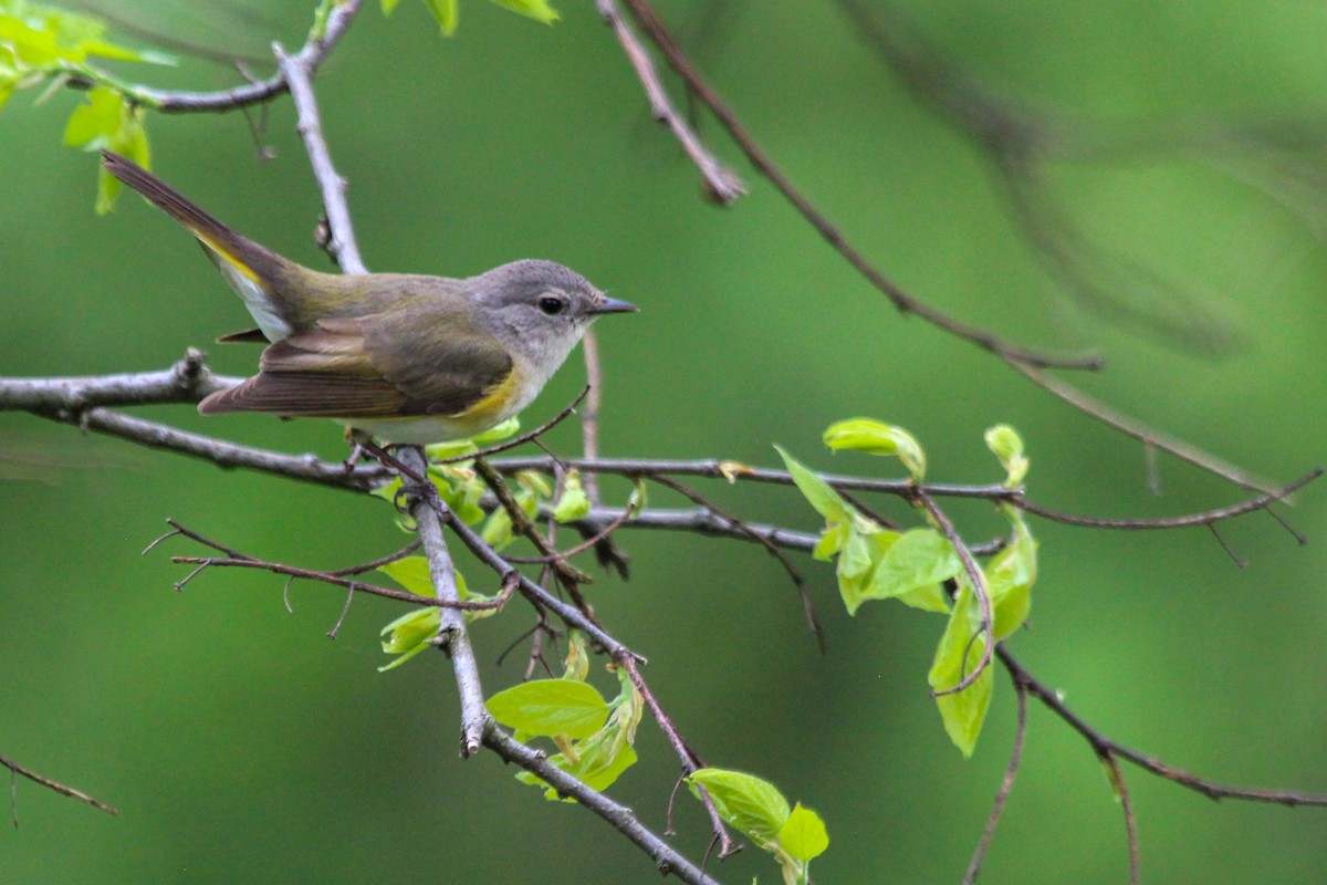 American Redstart - ML619227627