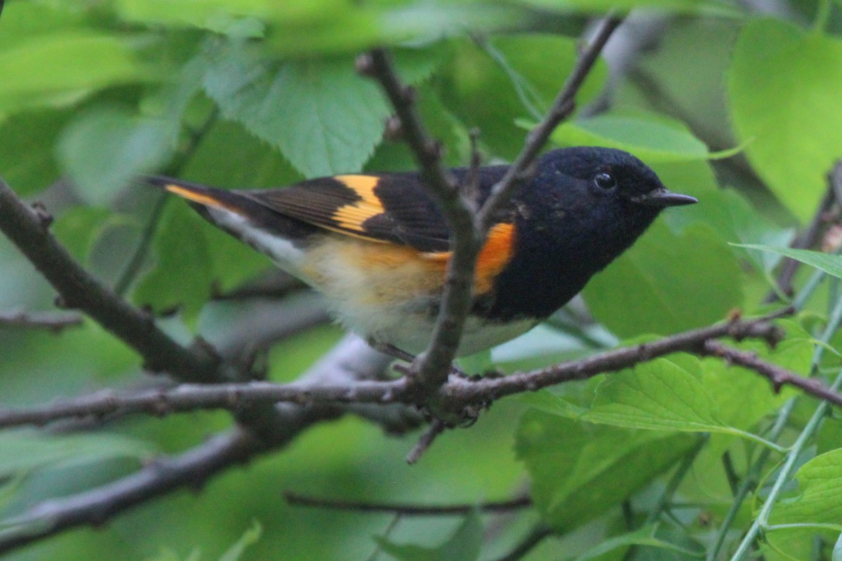 American Redstart - Robert Young