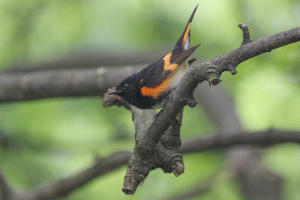 American Redstart - Robert Young