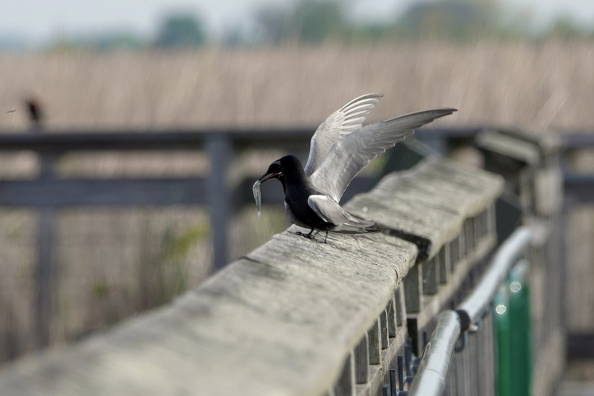 Black Tern - ML619227642