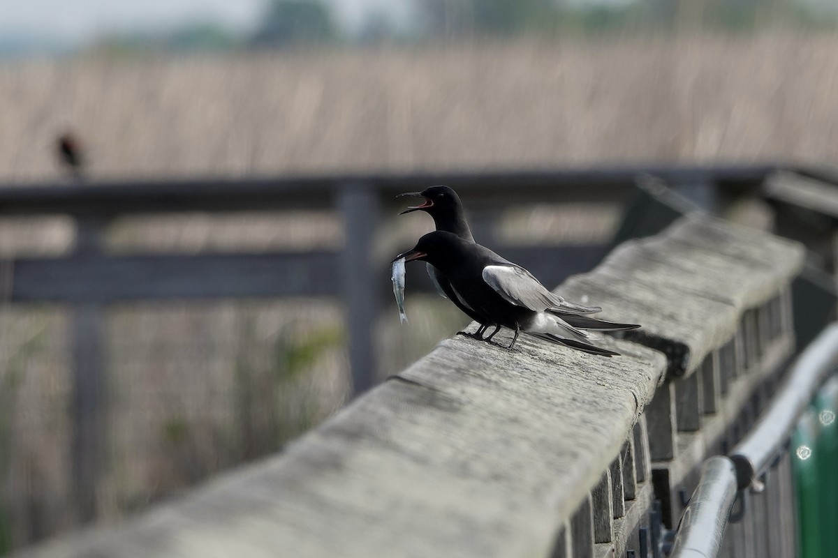 Black Tern - ML619227647