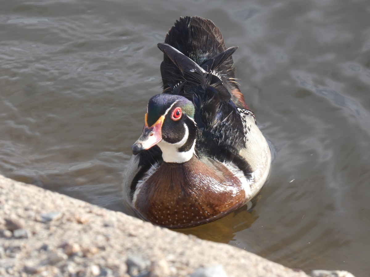 Wood Duck - ML619227651