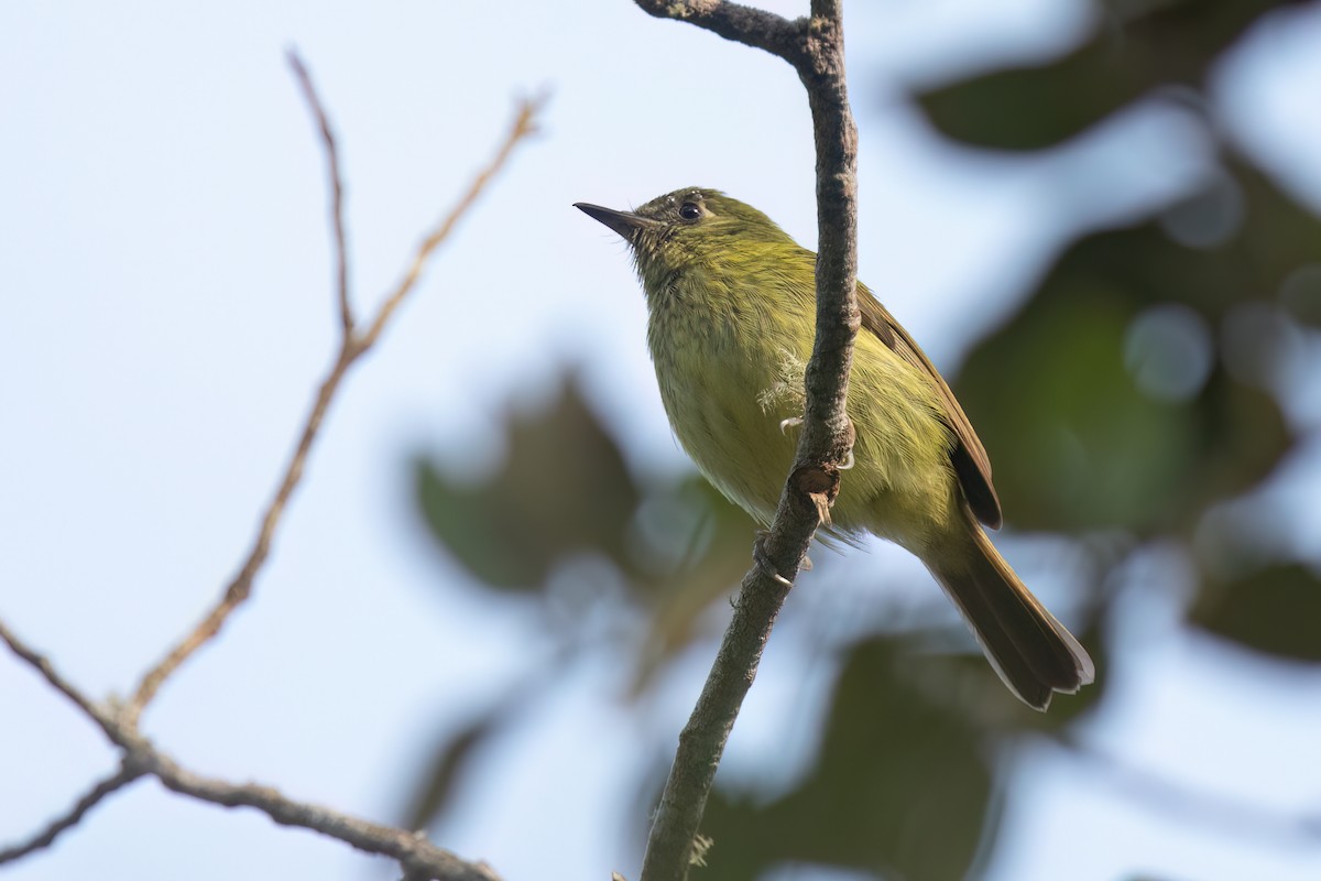 Olive-striped Flycatcher - ML619227660