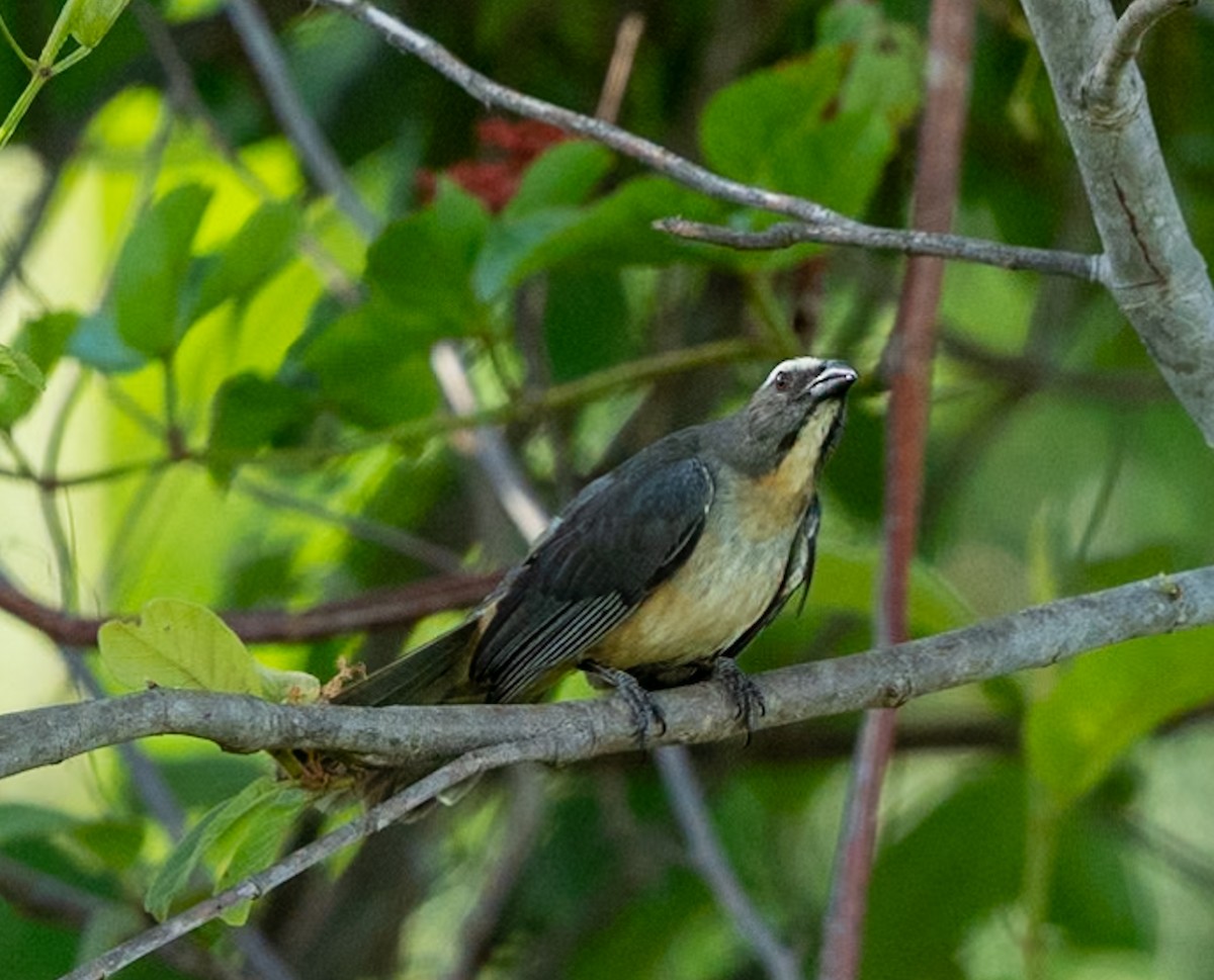 Buff-throated Saltator - Marcus Müller