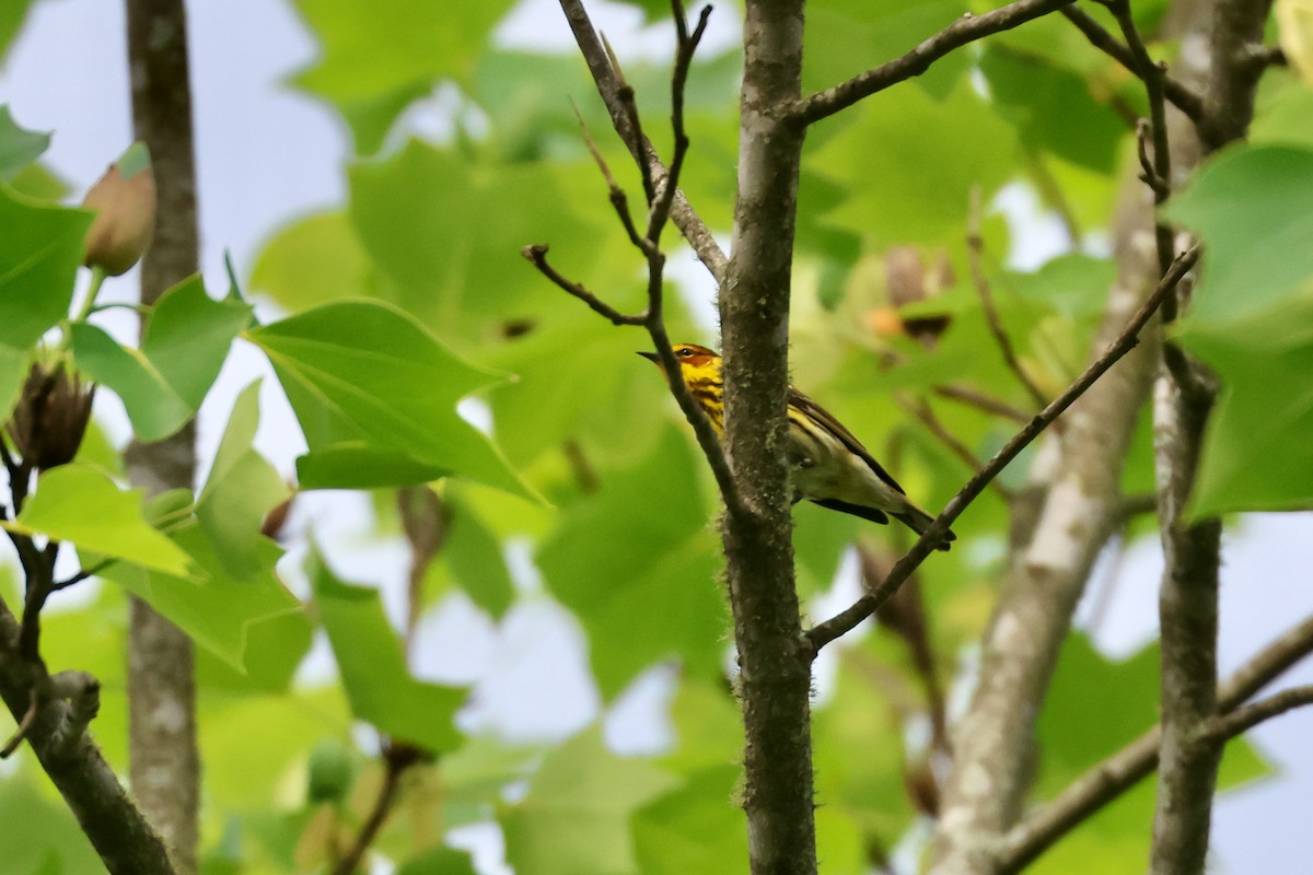 Cape May Warbler - Paul Gorday
