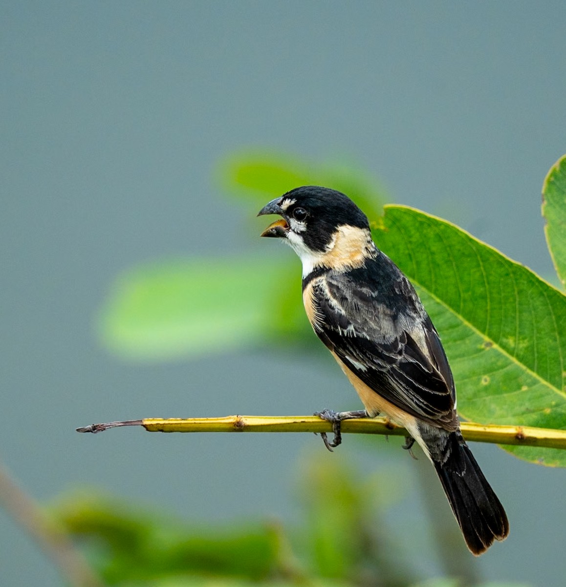 Rusty-collared Seedeater - Marcus Müller