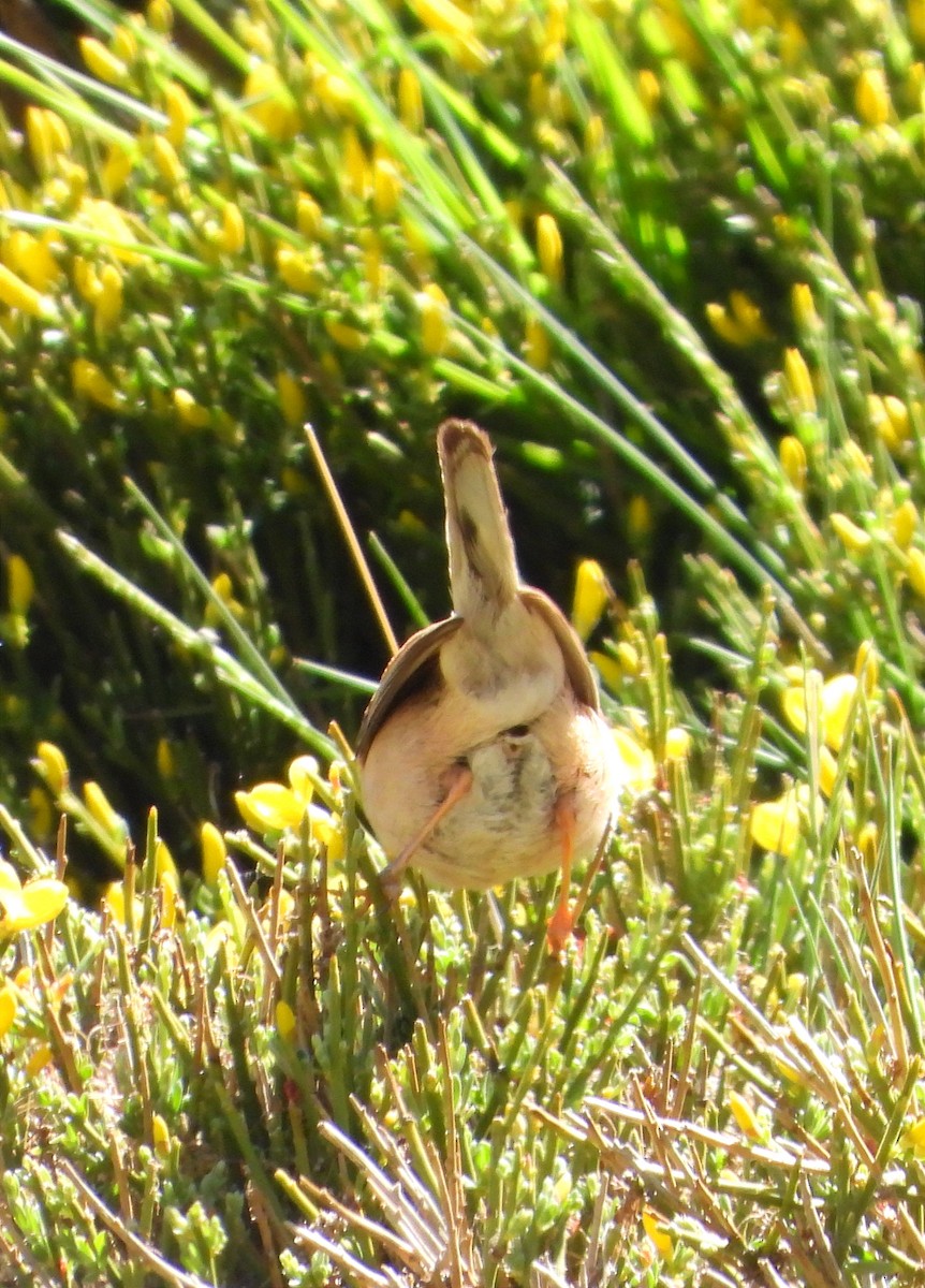 Greater Whitethroat - ML619227683