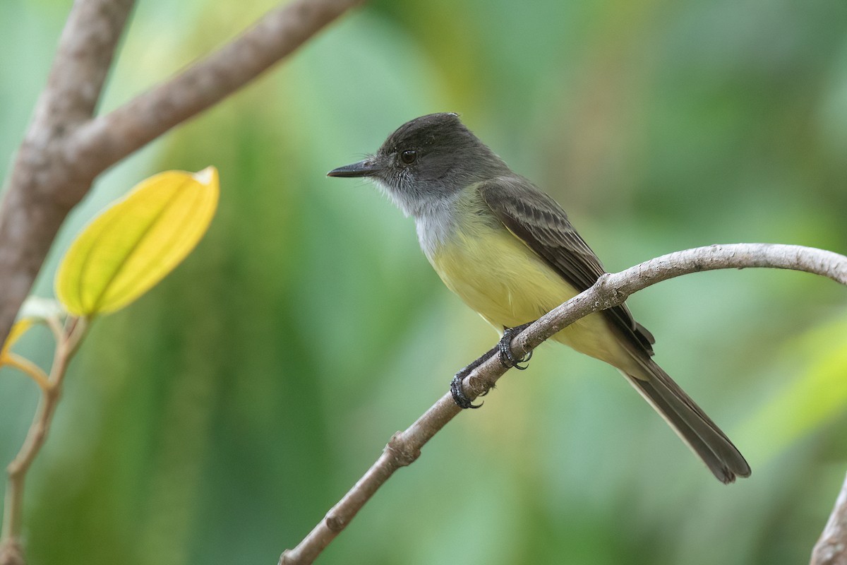 Dusky-capped Flycatcher - Chris Venetz | Ornis Birding Expeditions