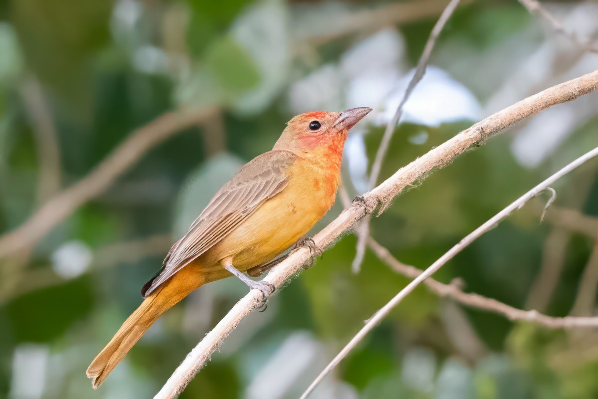 Summer Tanager - Forrest English