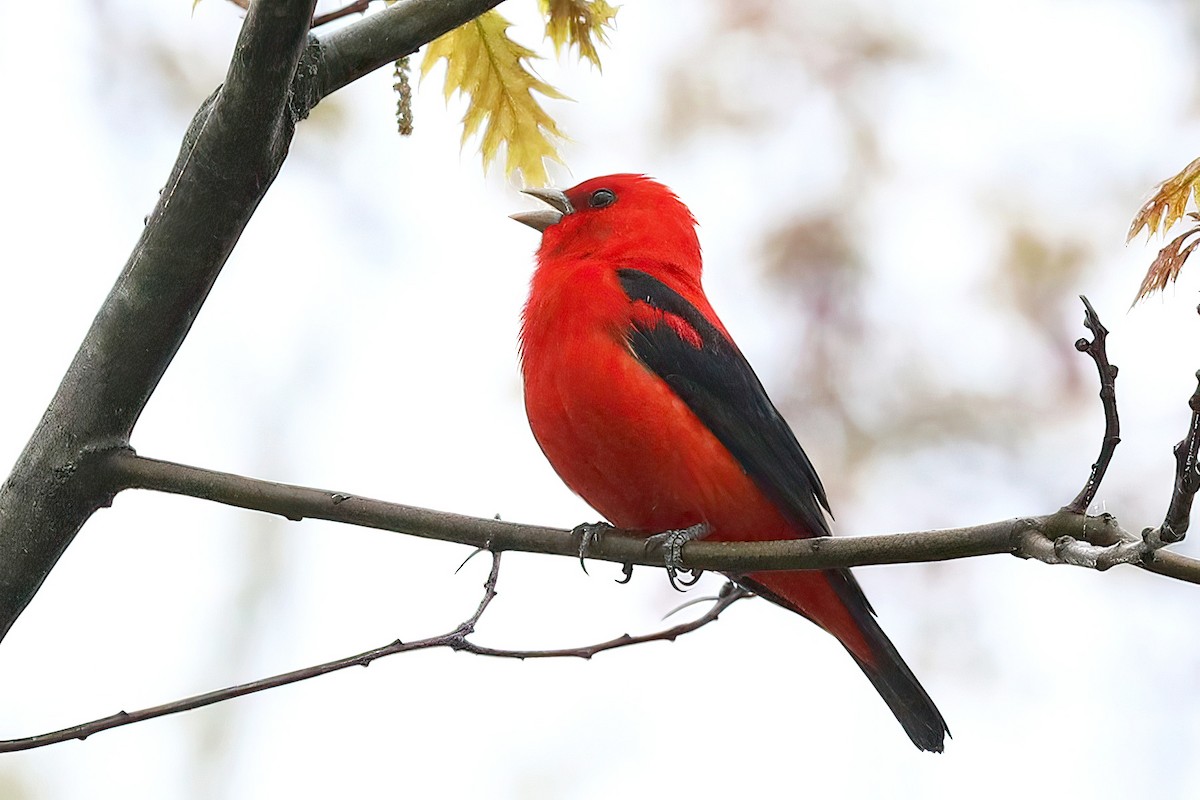 Scarlet Tanager - ML619227711