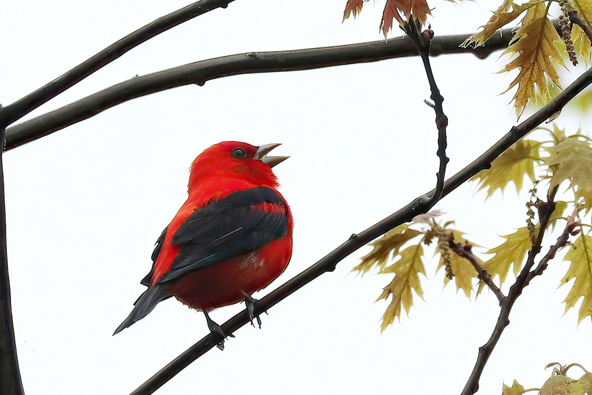 Scarlet Tanager - ML619227712