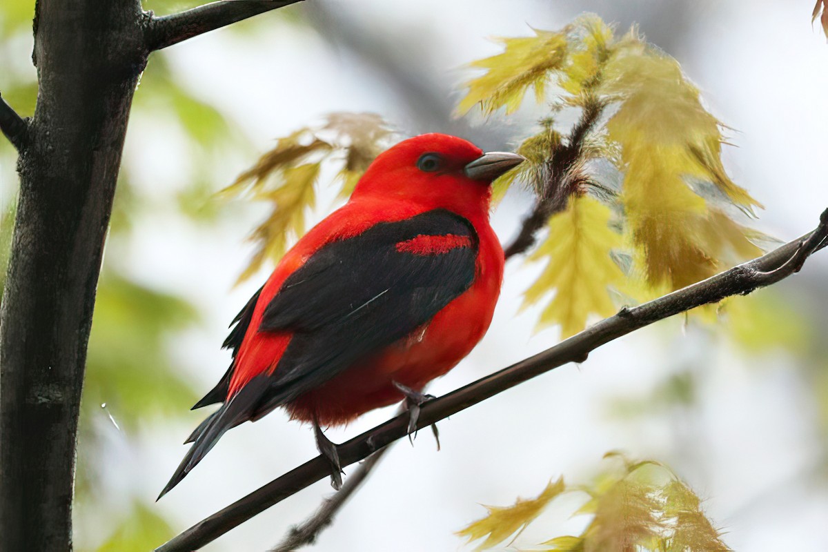 Scarlet Tanager - ML619227713