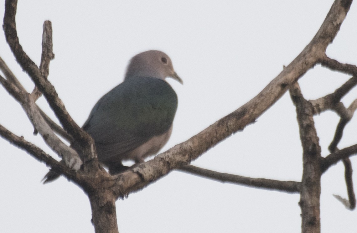 Green Imperial-Pigeon - SOVON PARBAT