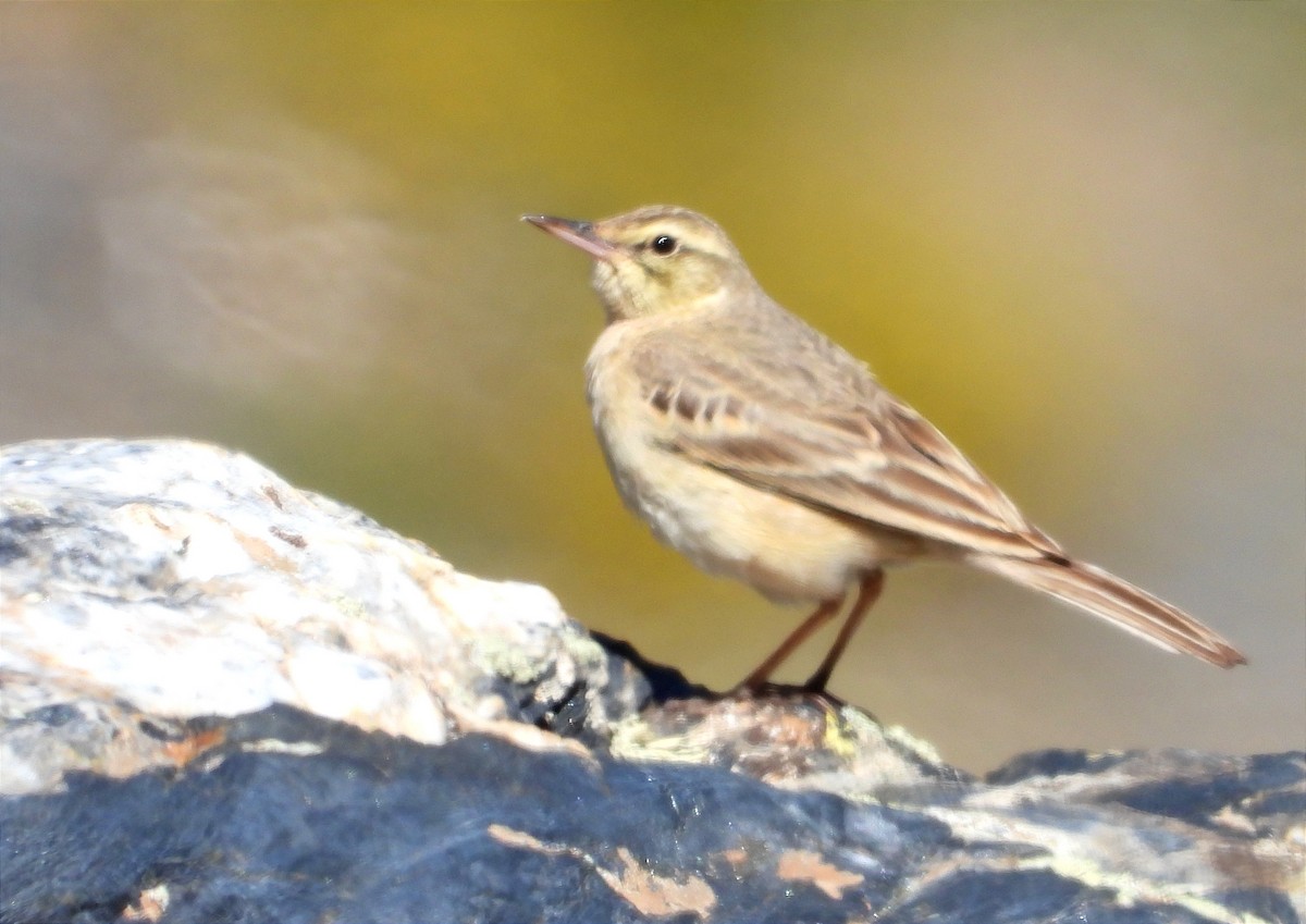 Tawny Pipit - Antonio Varona Peña