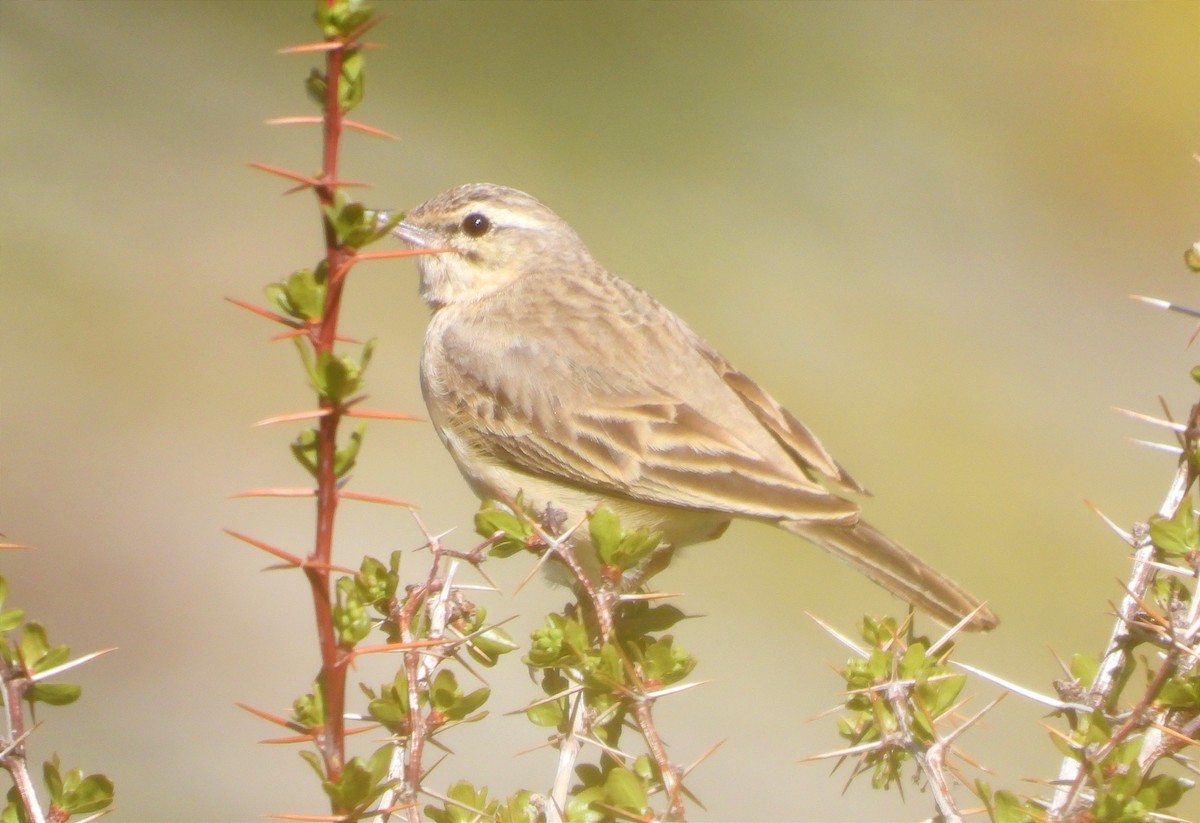 Tawny Pipit - ML619227738