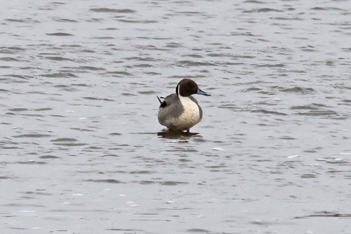 Northern Pintail - 佑淇 陳