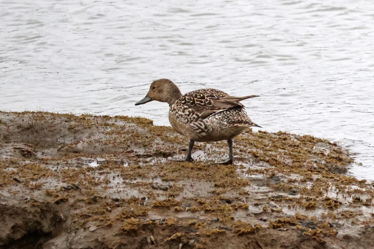 Northern Pintail - 佑淇 陳