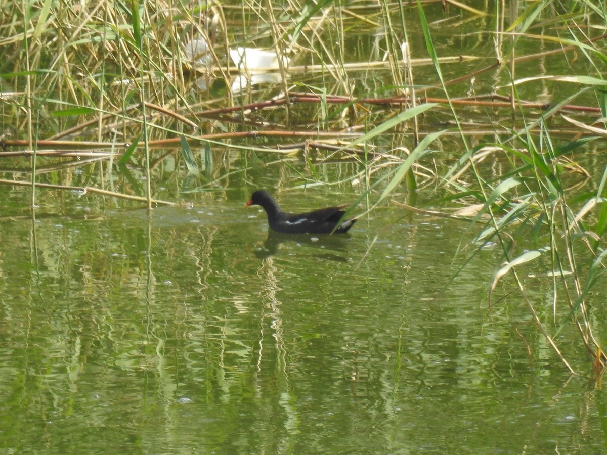 Eurasian Moorhen - ML619227756