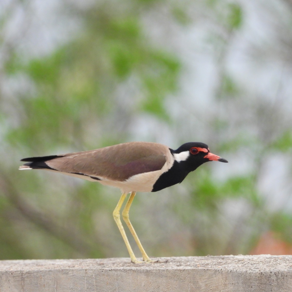 Red-wattled Lapwing - Ranjeet Rane