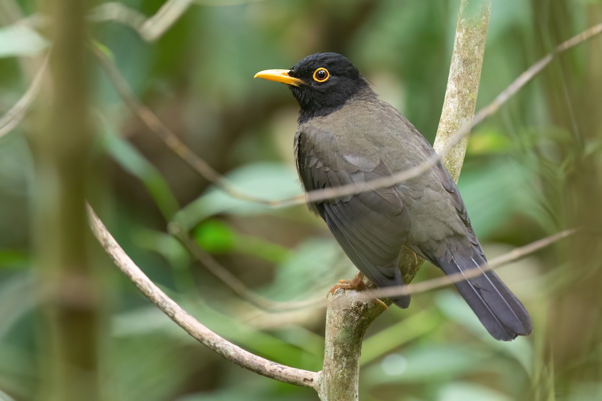 Black-hooded Thrush - ML619227779