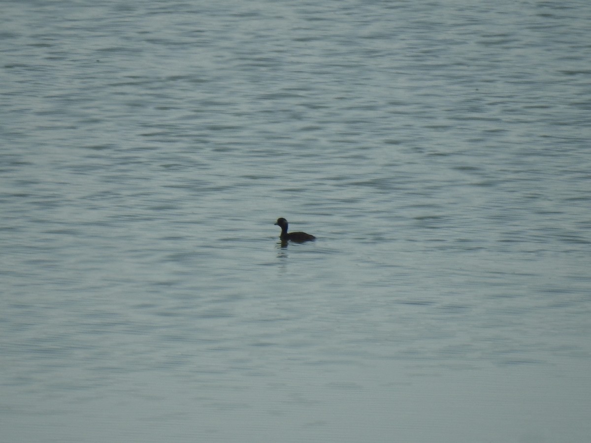 Little Grebe - Irvin Calicut