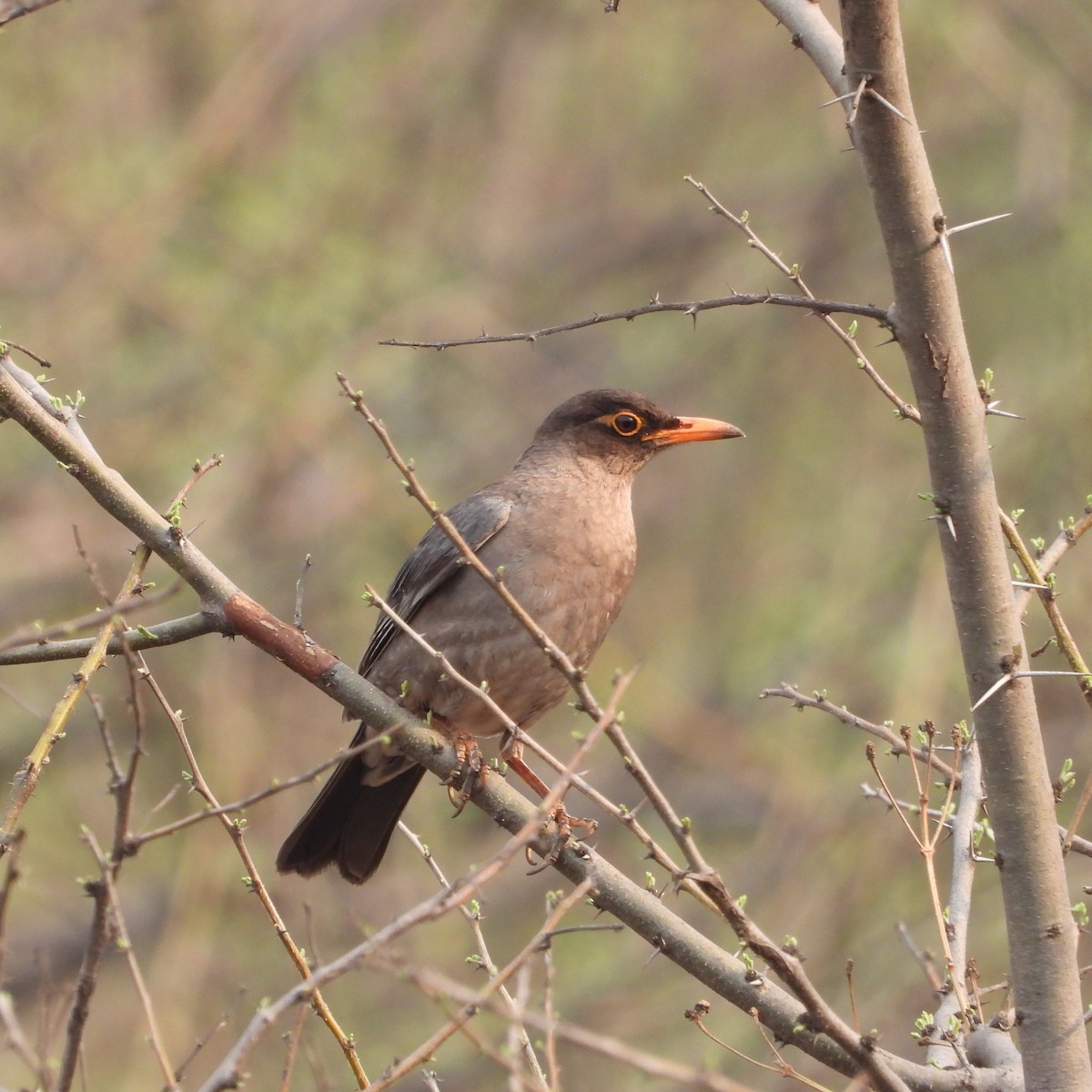 Indian Blackbird - Ranjeet Rane