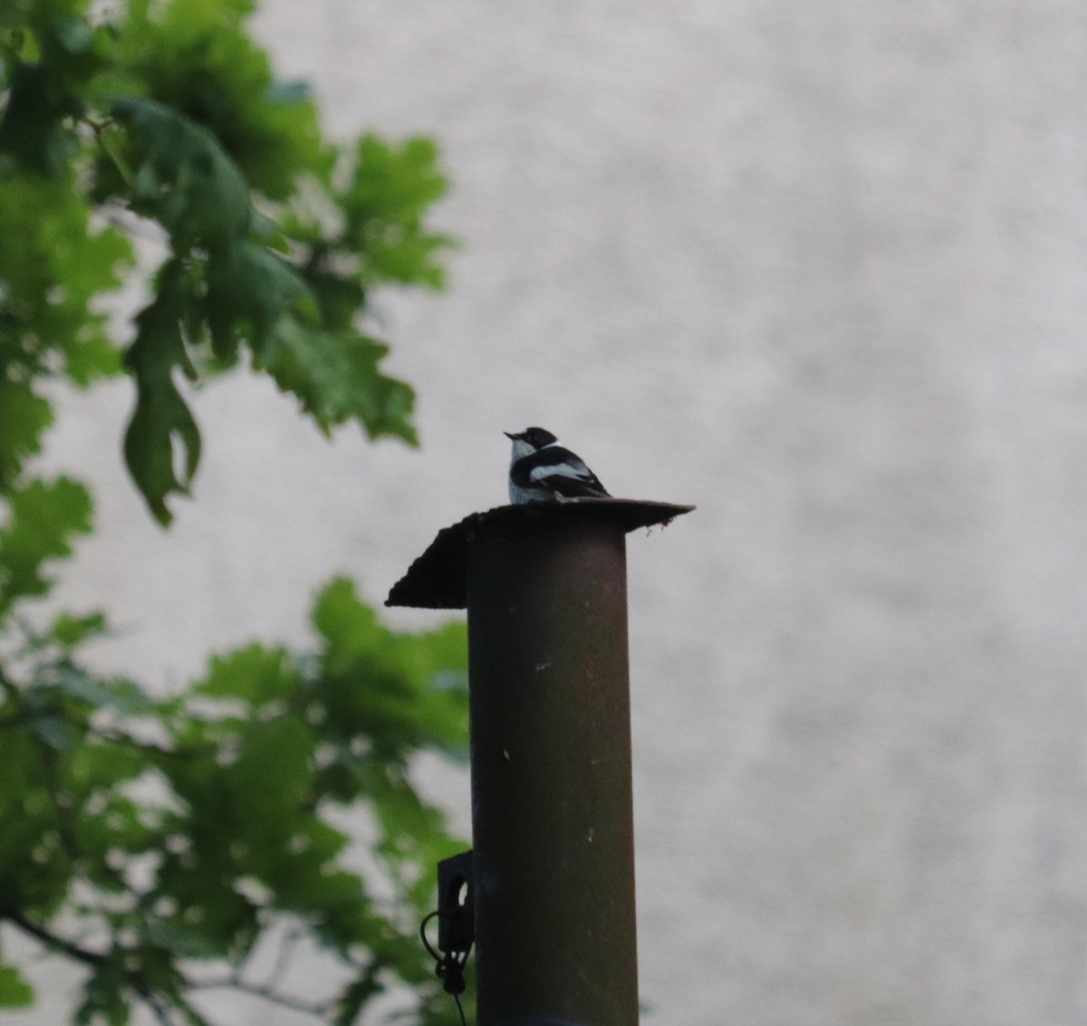 Collared Flycatcher - ML619227787