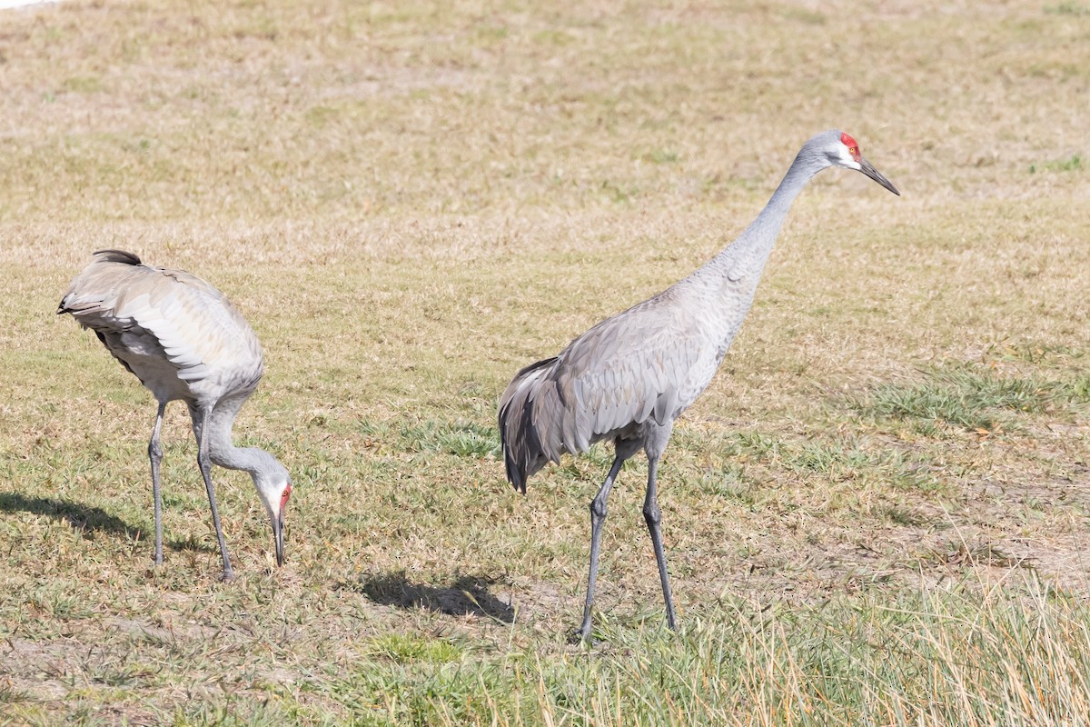 Sandhill Crane - Jeff Lewis