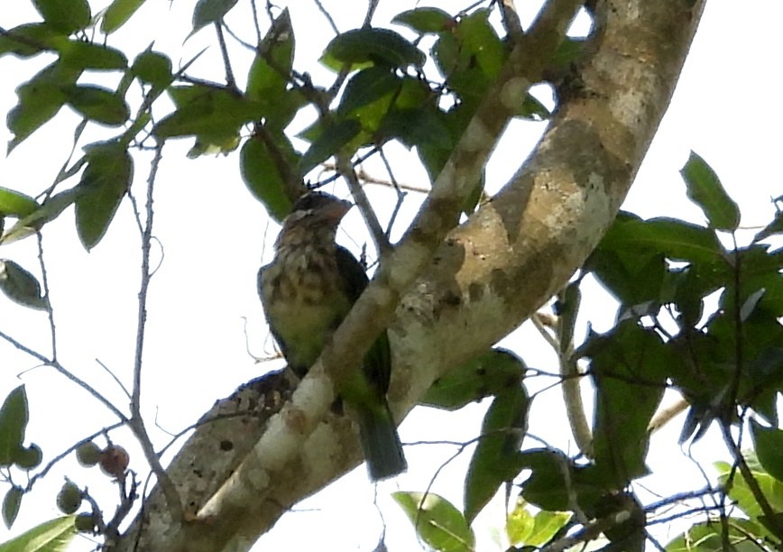 White-cheeked Barbet - ML619227835