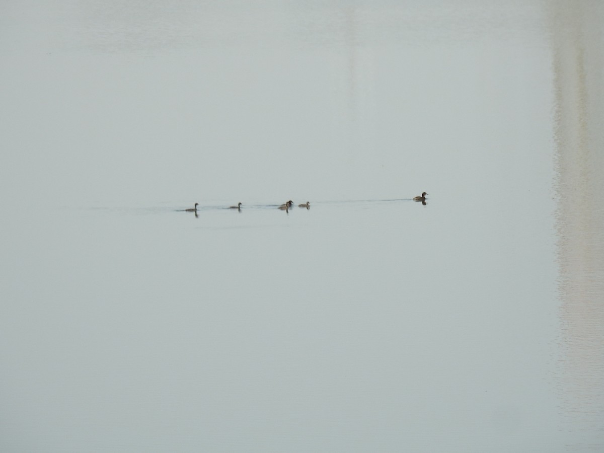 Little Grebe - Irvin Calicut