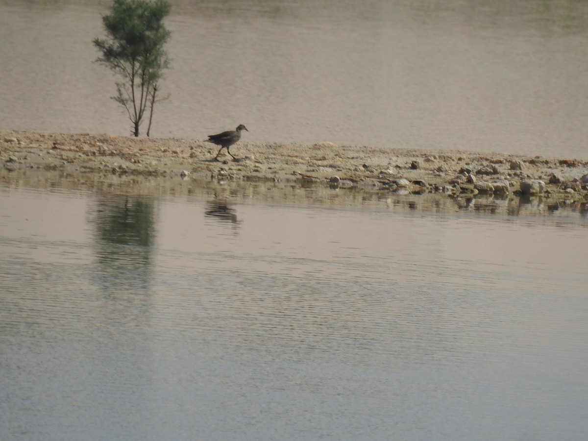 Gray-headed Swamphen - ML619227875