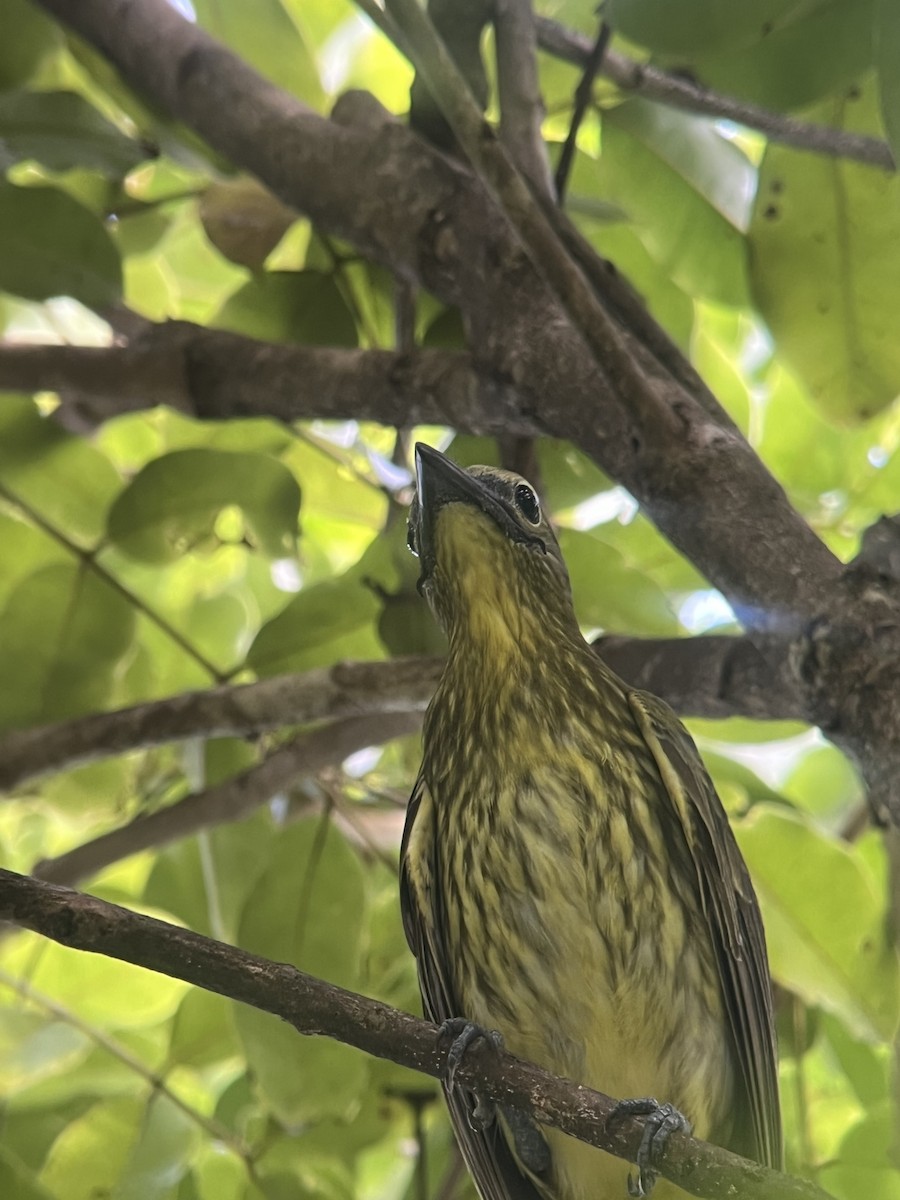 Three-wattled Bellbird - Brenda Sánchez