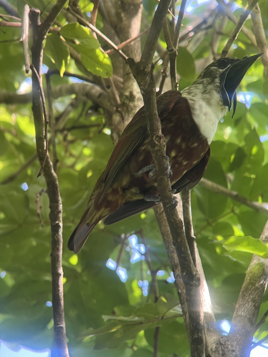 Three-wattled Bellbird - ML619227887