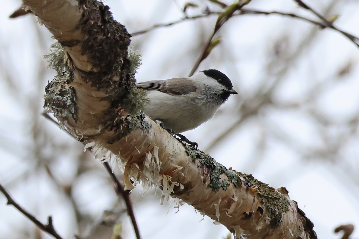 Marsh Tit - 佑淇 陳