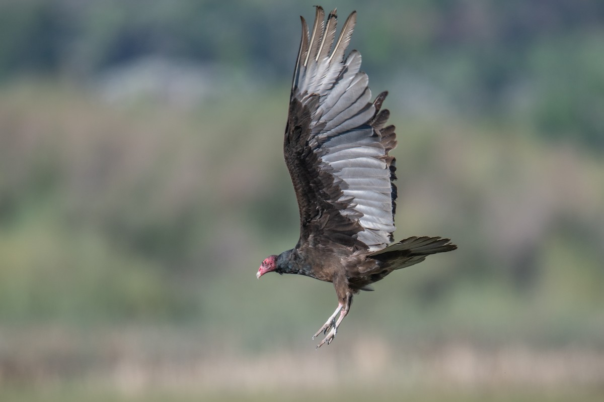 Turkey Vulture - ML619227914