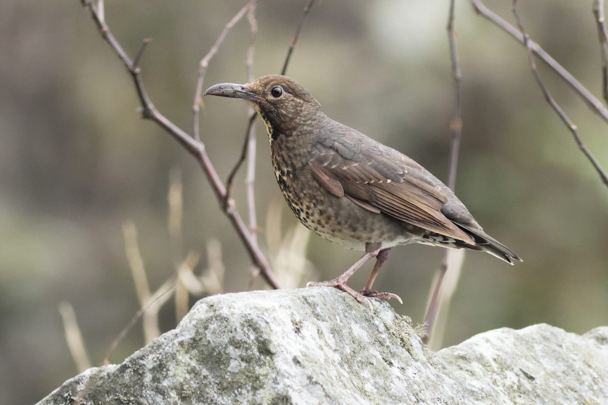 Long-billed Thrush - Able Lawrence