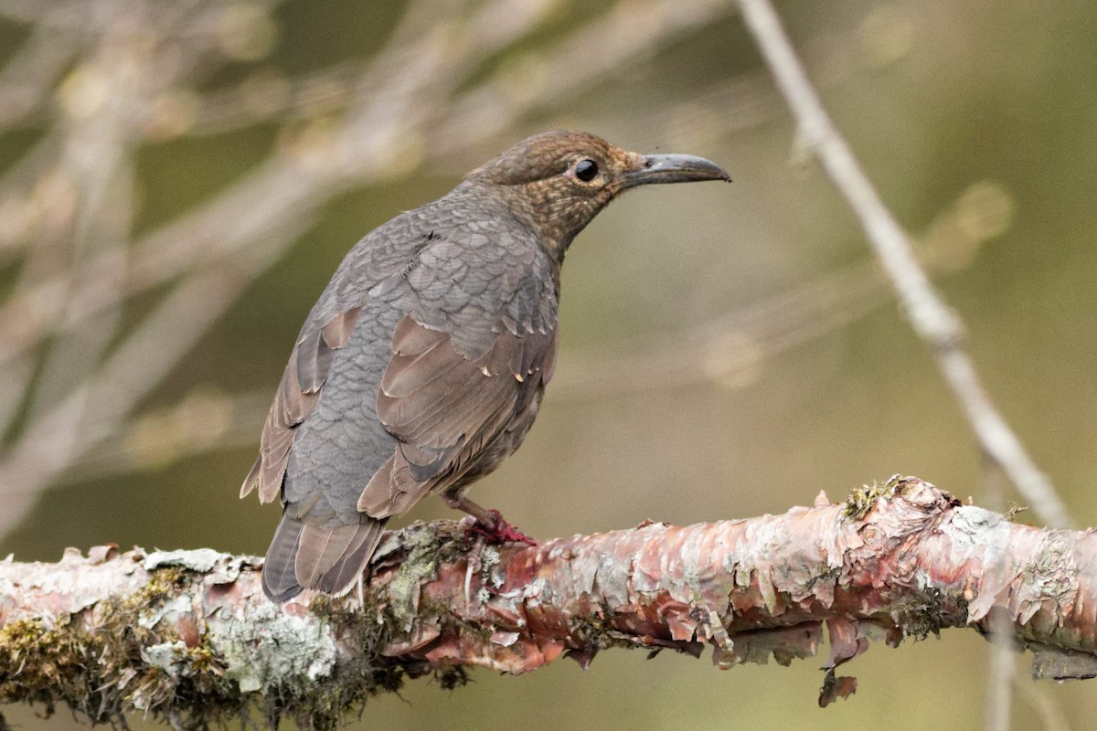 Long-billed Thrush - Able Lawrence