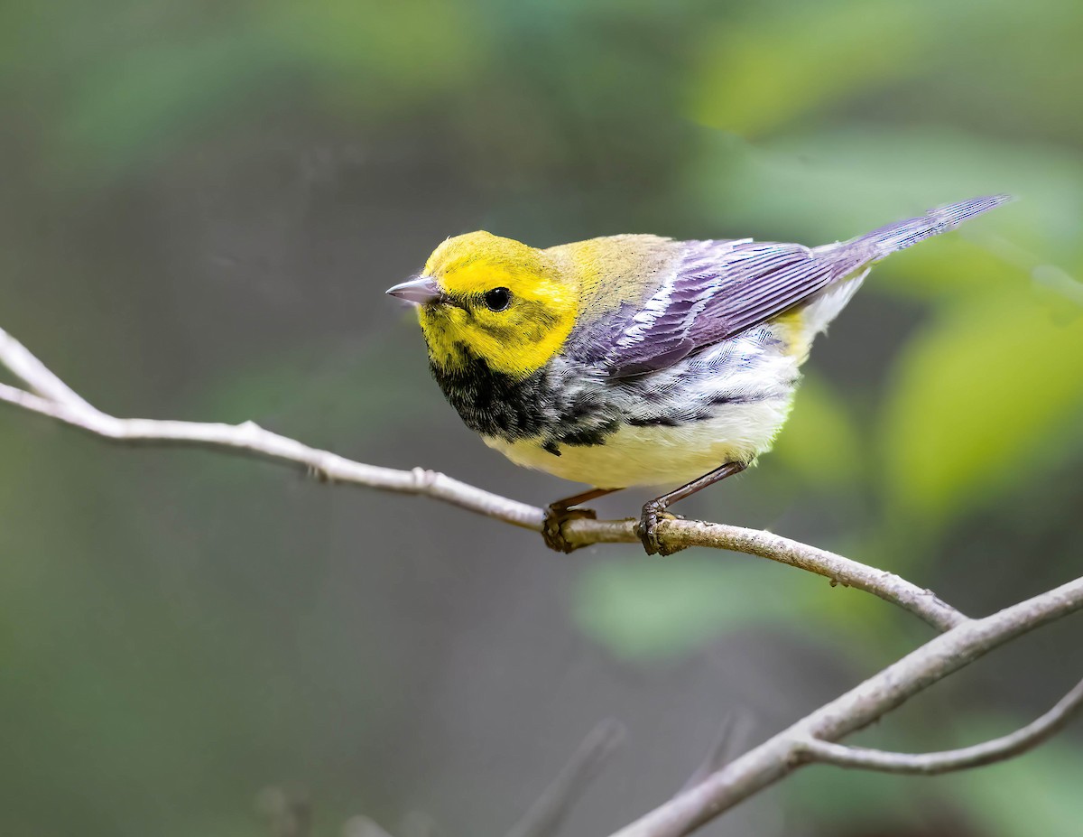 Black-throated Green Warbler - Brian Smith