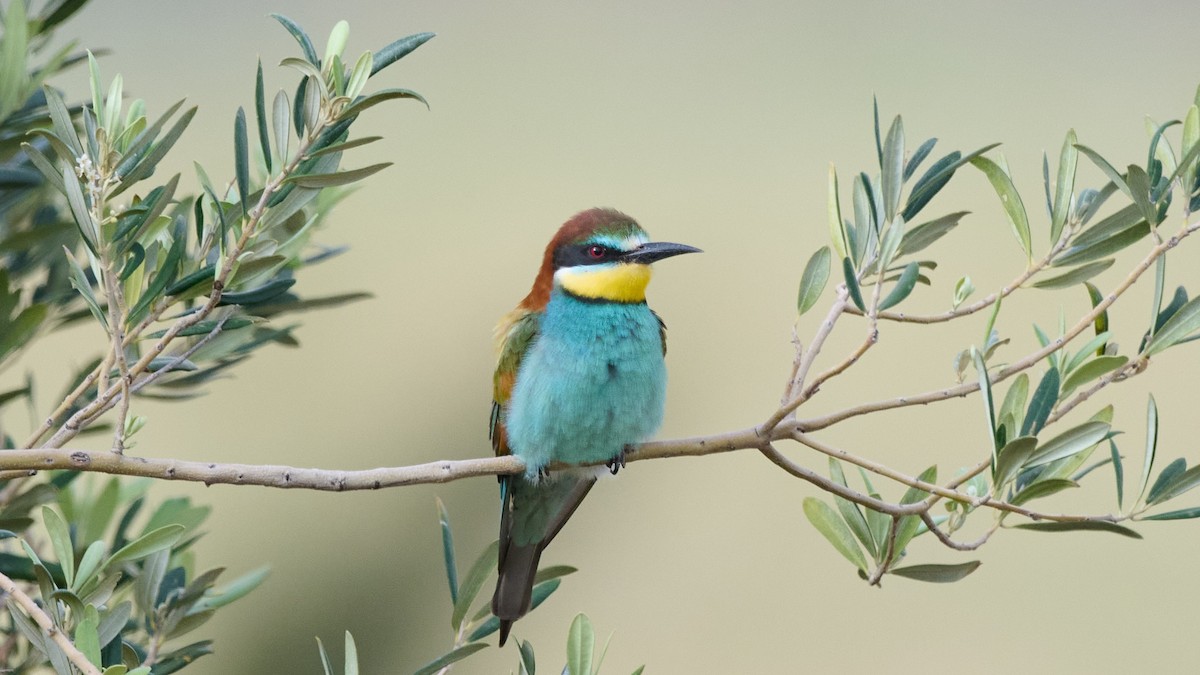 European Bee-eater - Kraig Cawley