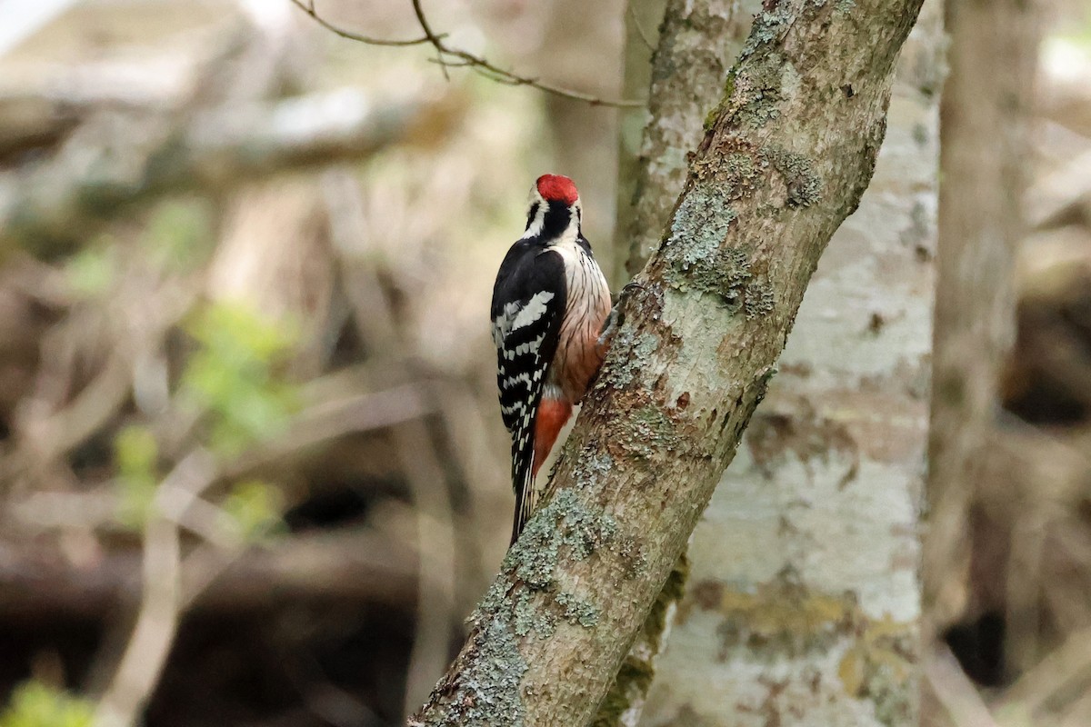 White-backed Woodpecker - 佑淇 陳