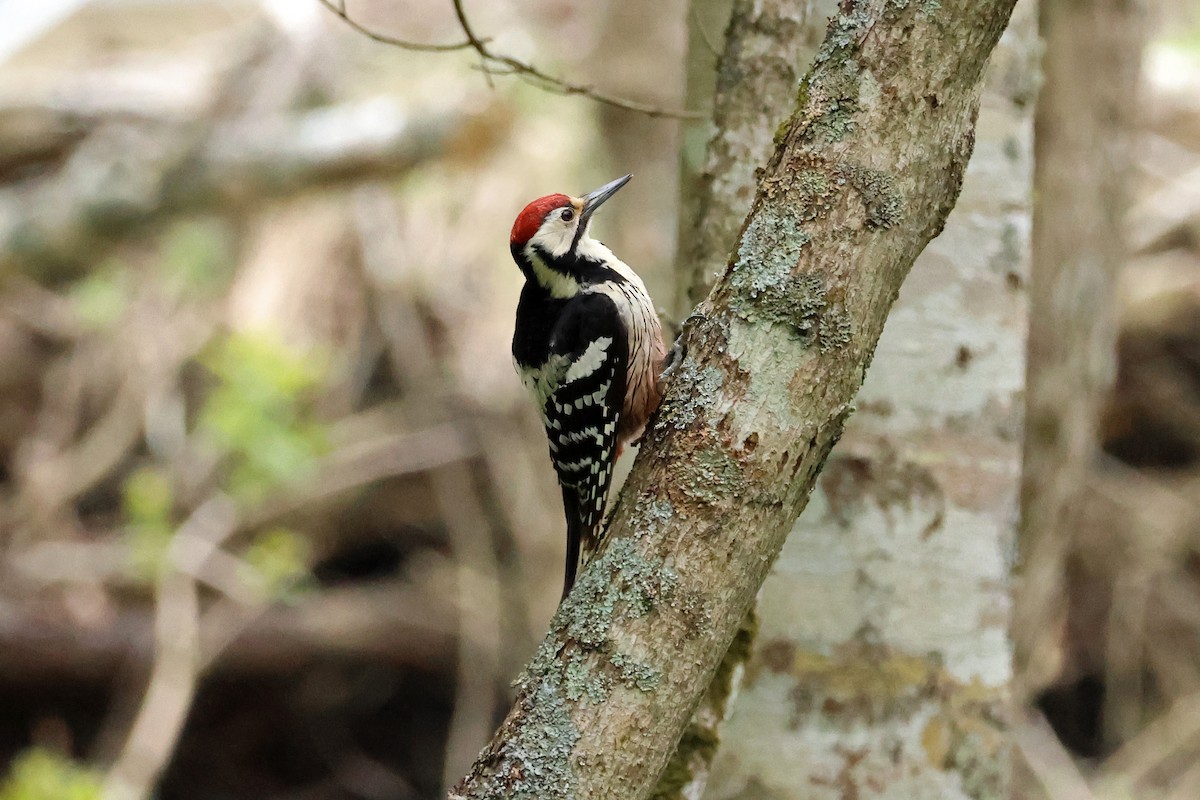 White-backed Woodpecker - 佑淇 陳