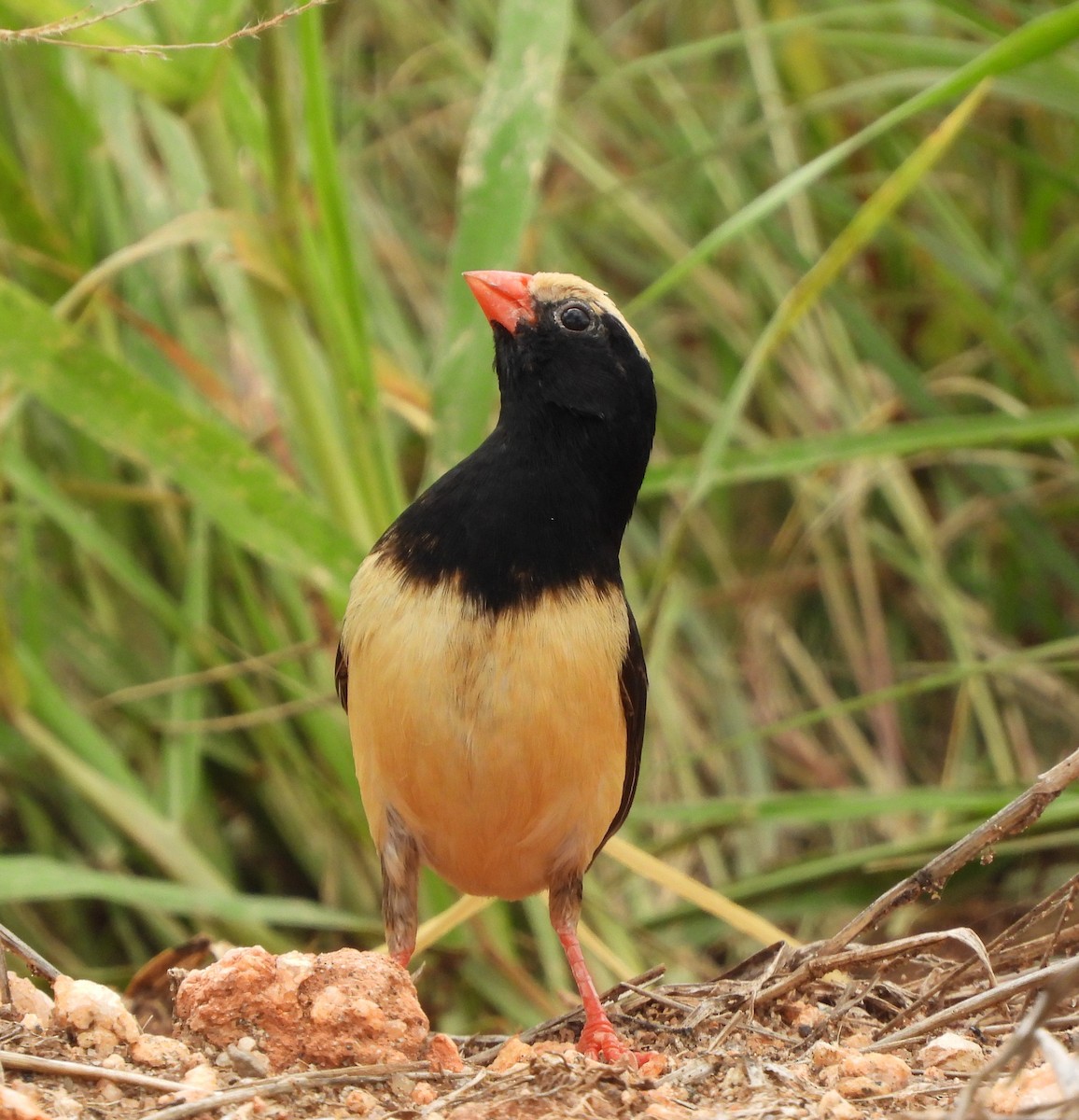 Straw-tailed Whydah - Lynn Scarlett