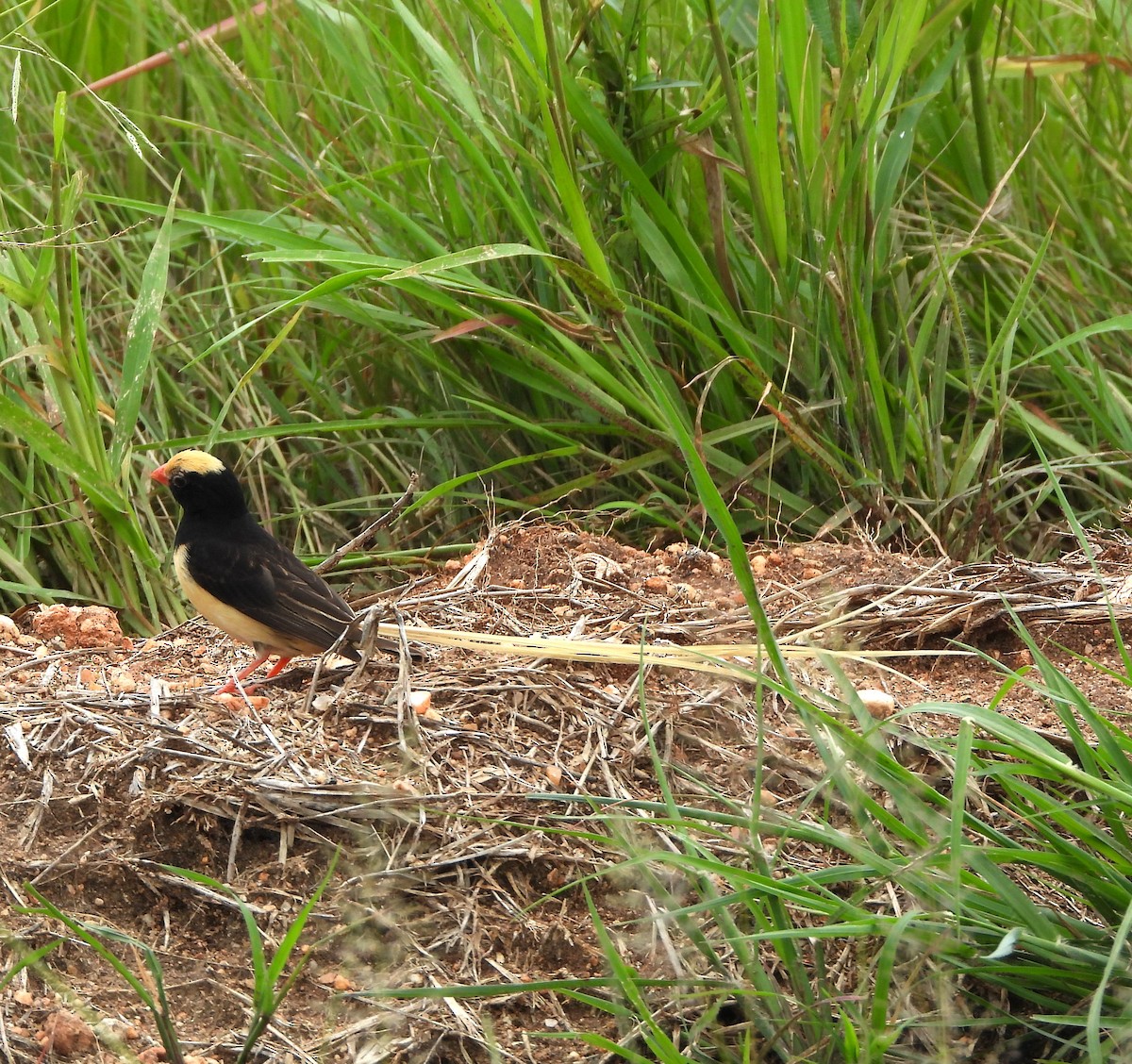 Straw-tailed Whydah - Lynn Scarlett