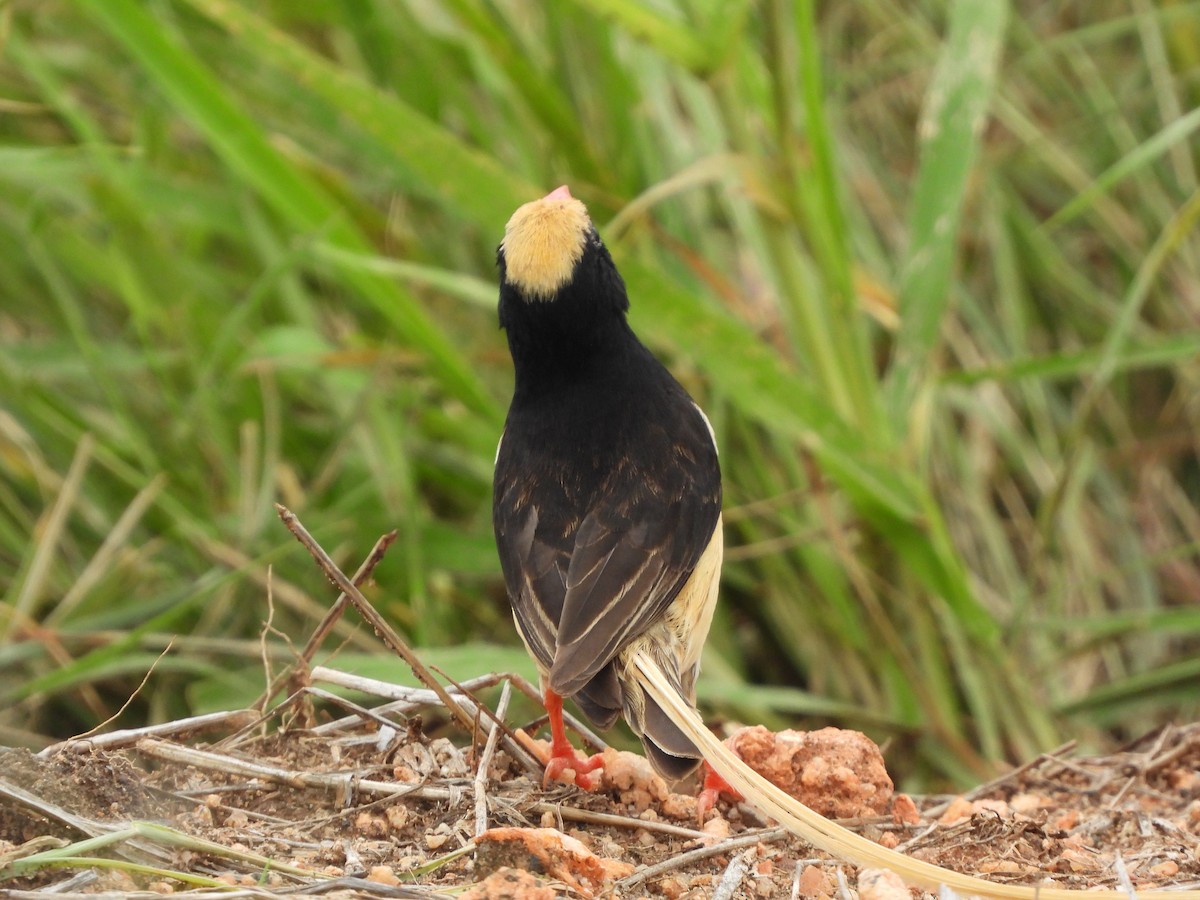 Straw-tailed Whydah - Lynn Scarlett