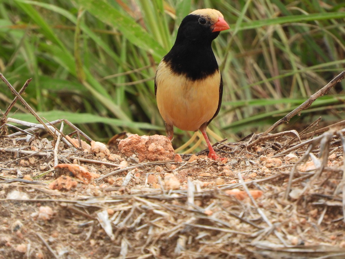 Straw-tailed Whydah - Lynn Scarlett